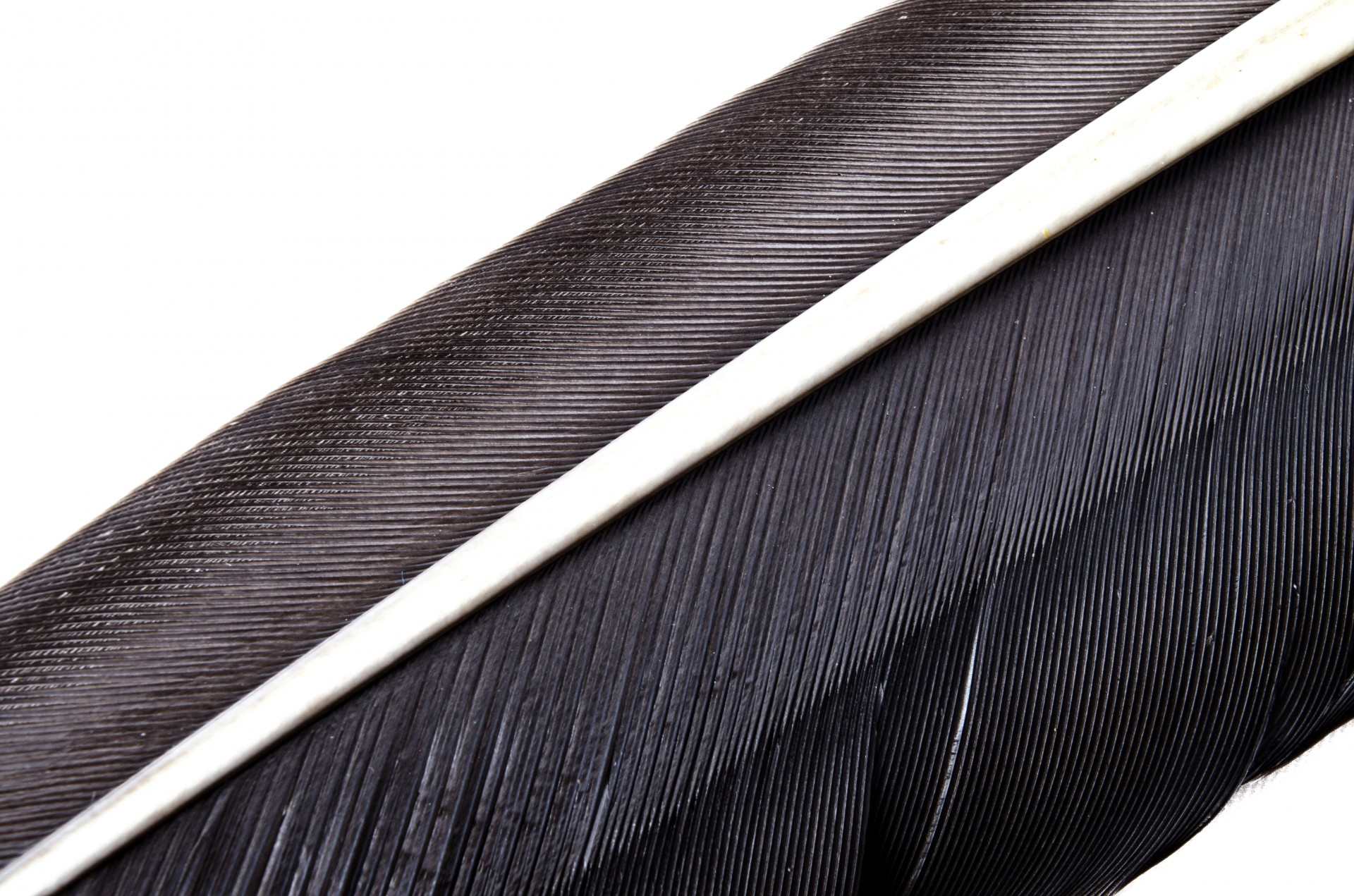 feather black detail free photo