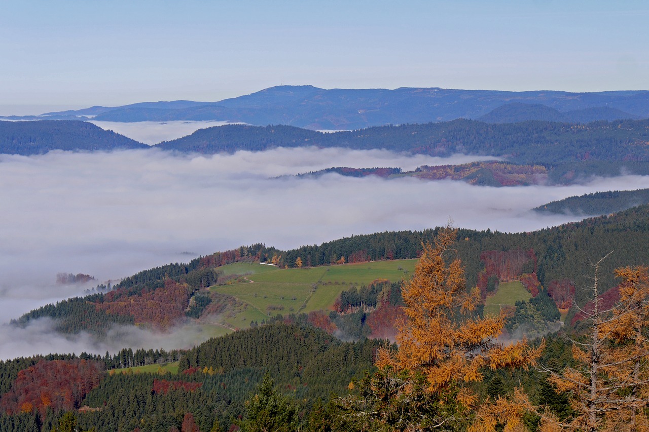 black forest fall color herbstnebel free photo