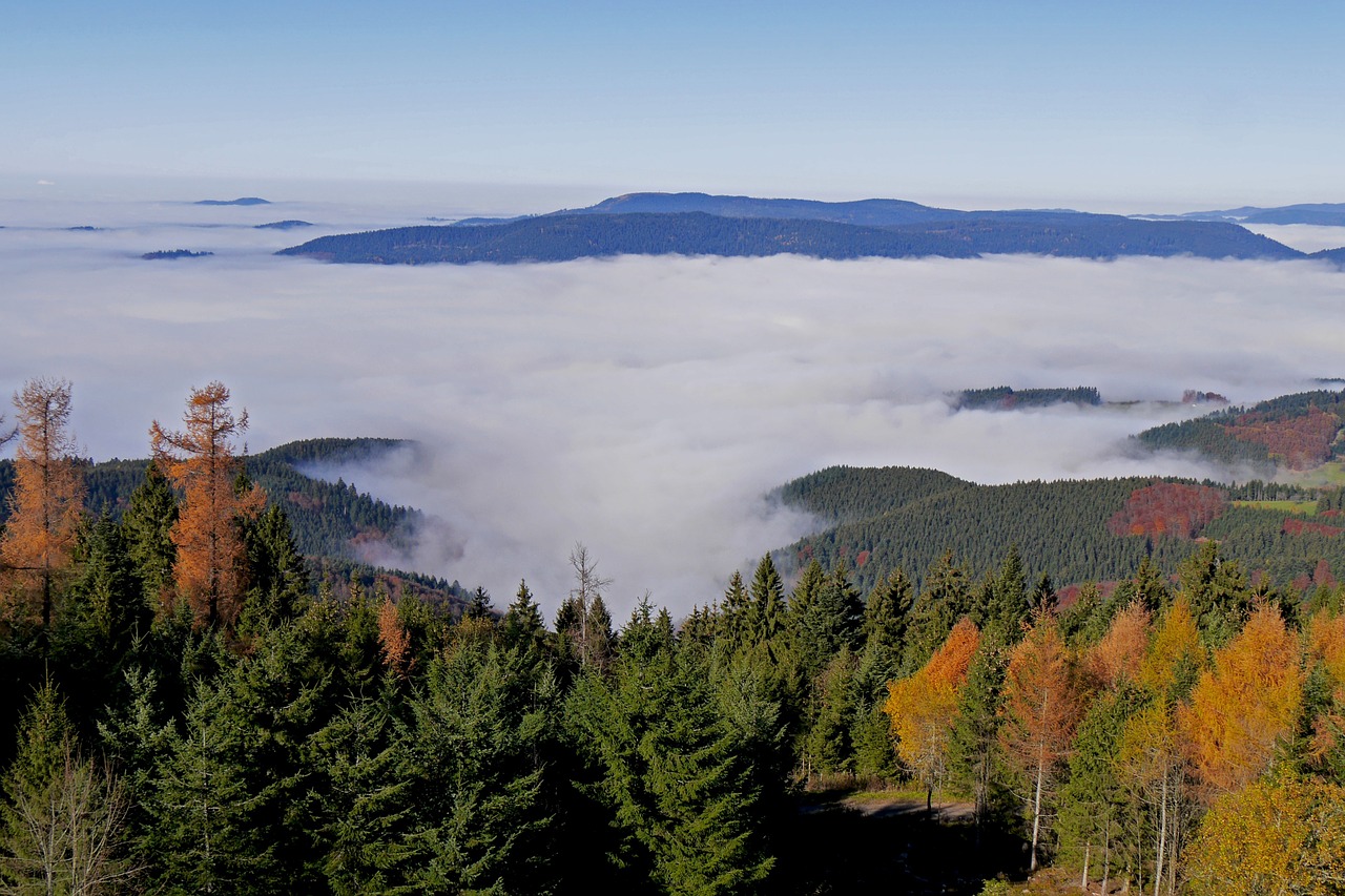 black forest fall color herbstnebel free photo