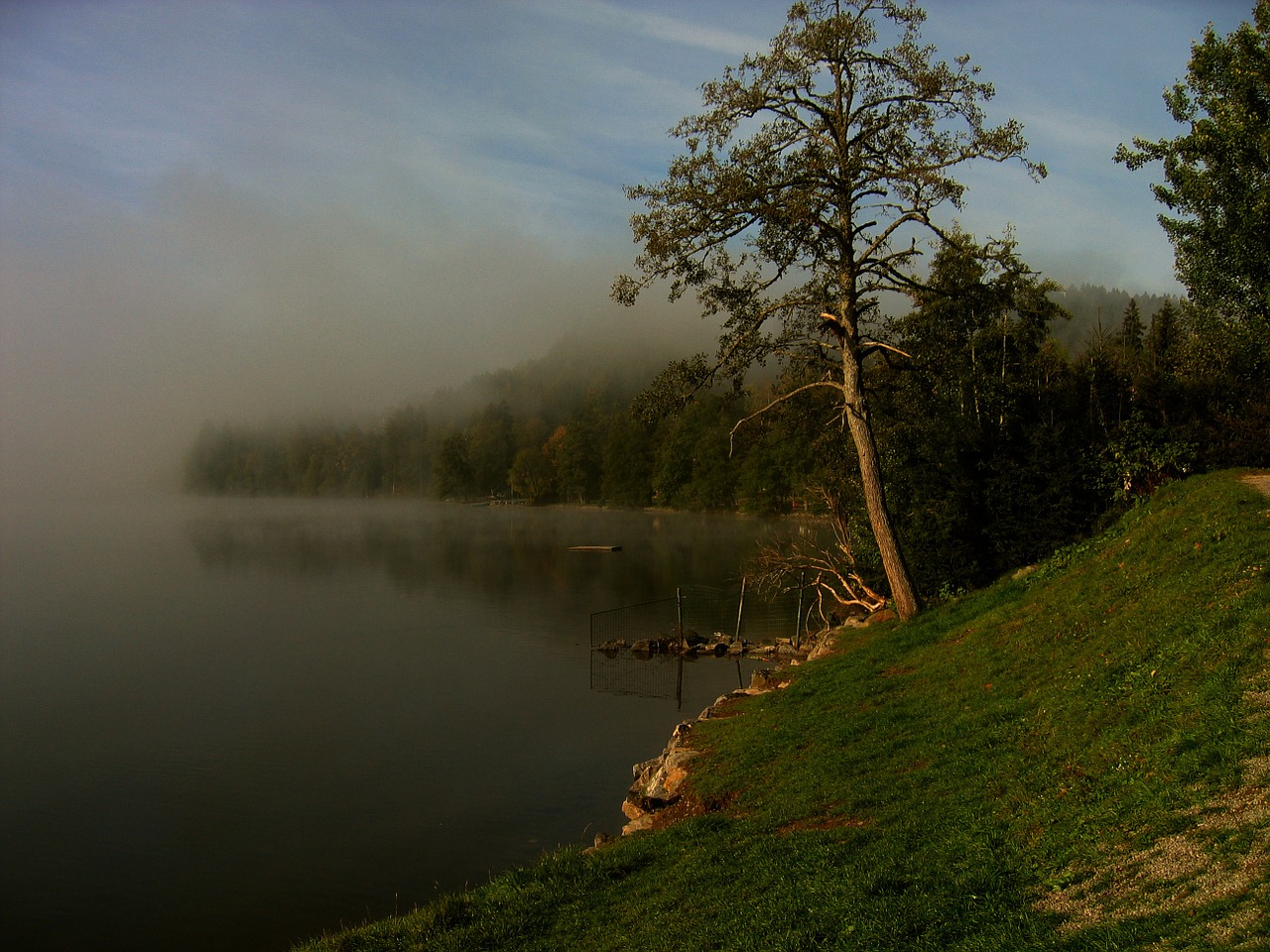 black forest lake titisee free photo