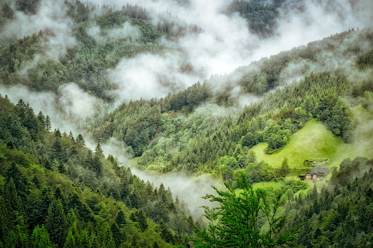 black forest fog clouds free photo