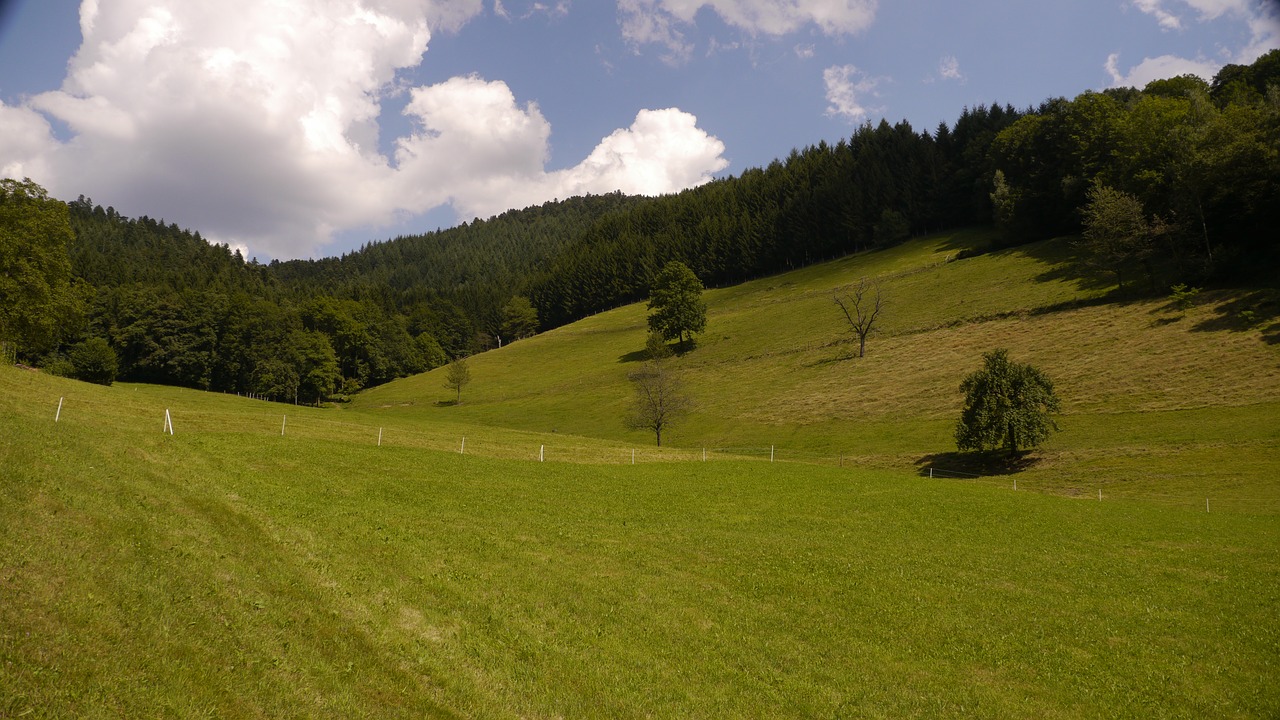 black forest meadow summer free photo