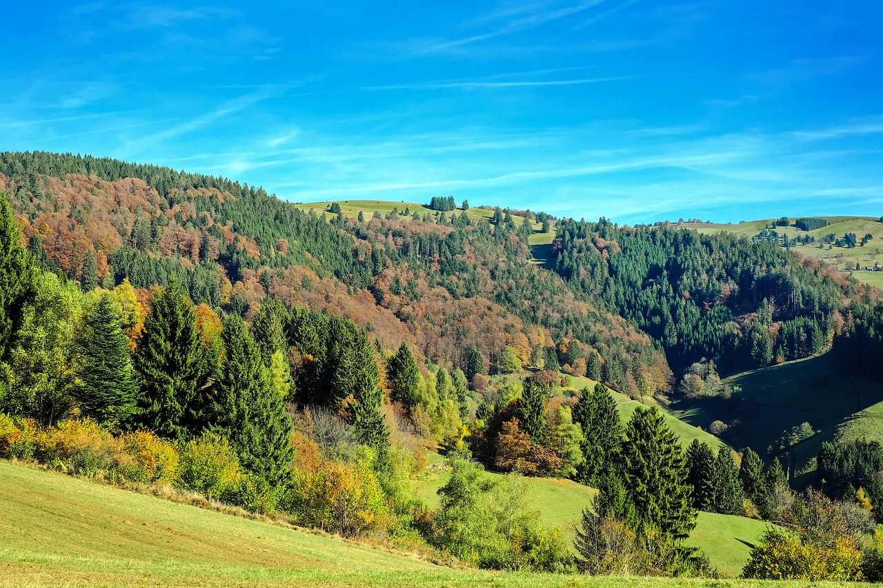 black forest forest firs free photo