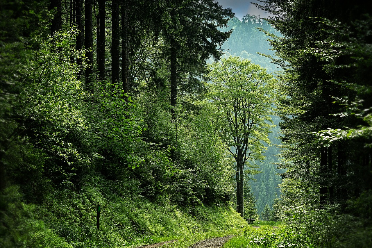 black forest clearing forest free photo