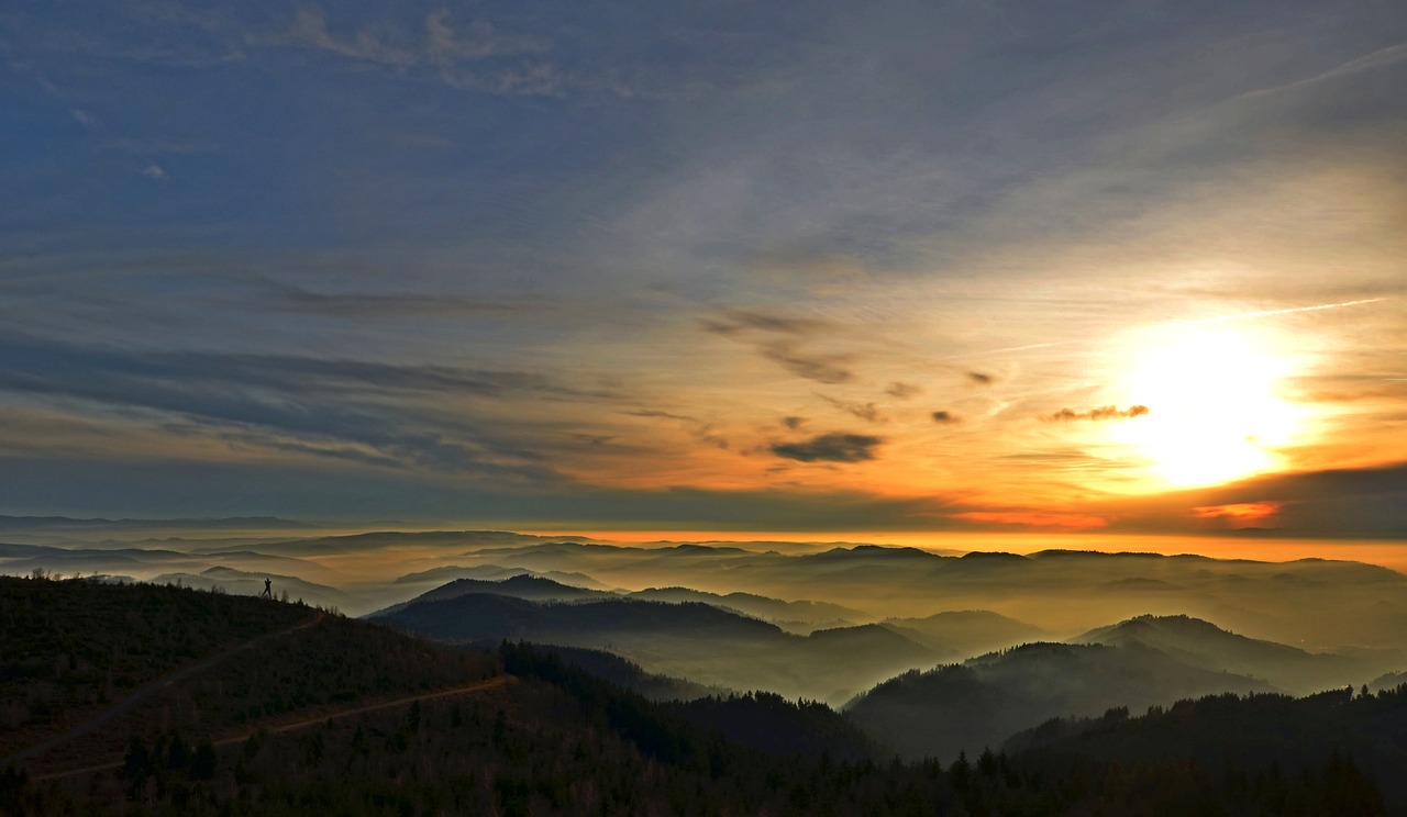 black forest fog forest free photo