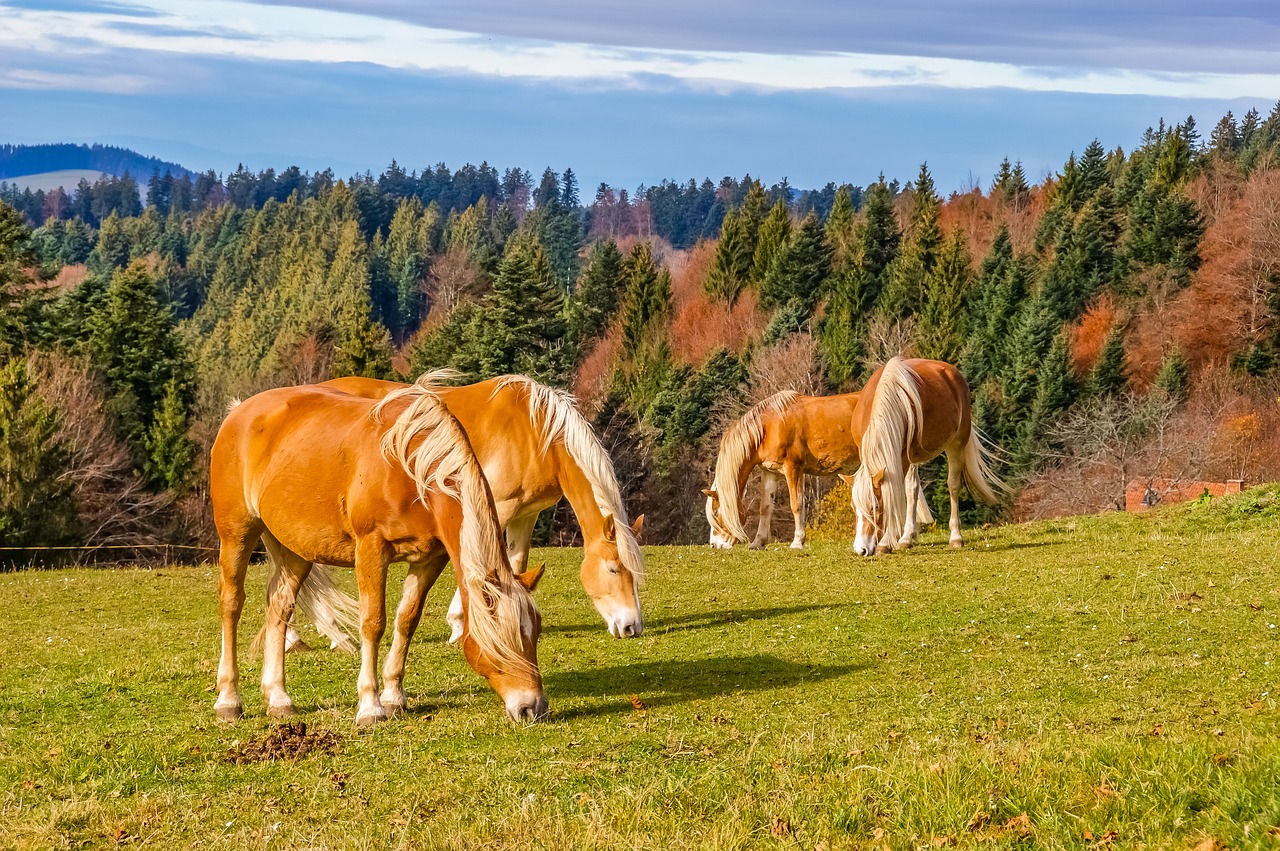 black forest horses meadow free photo