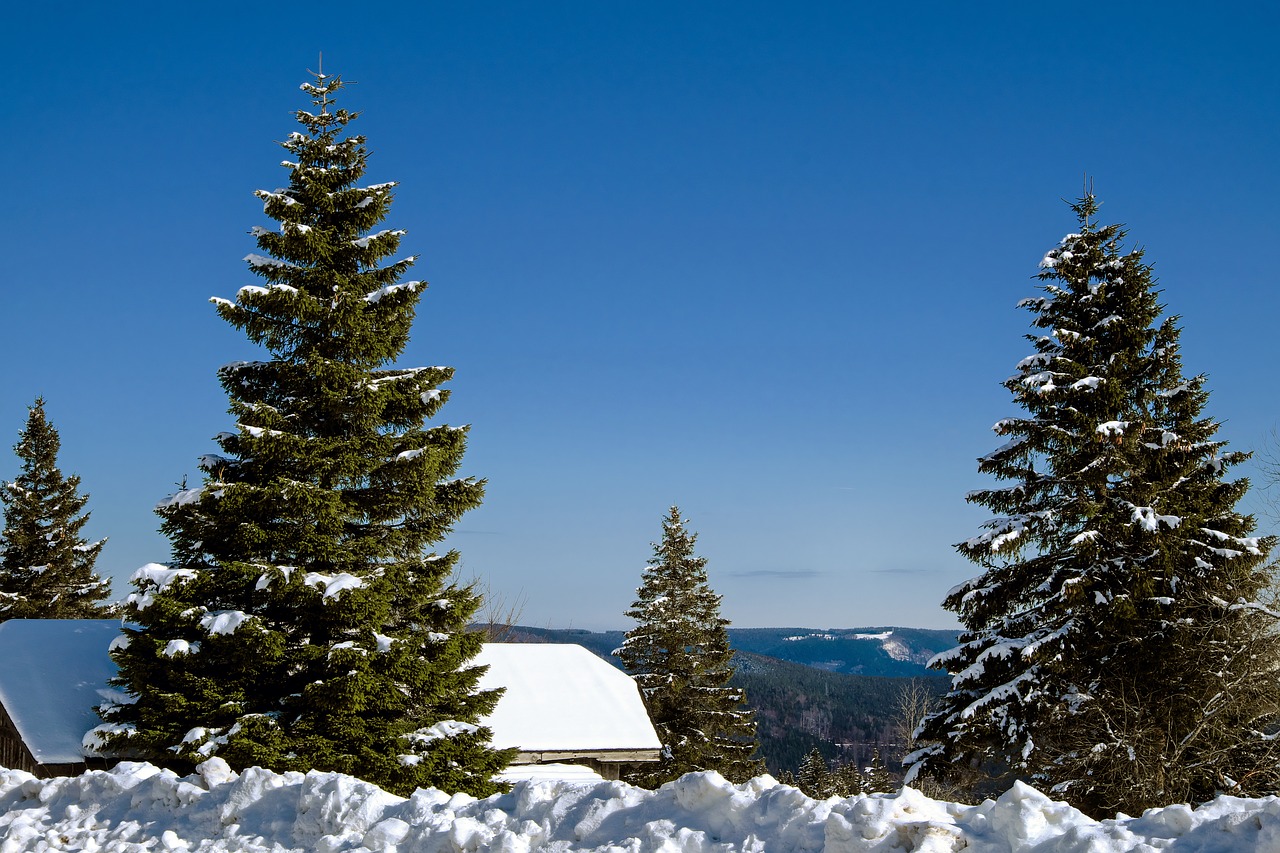 black forest kandel mountain free photo