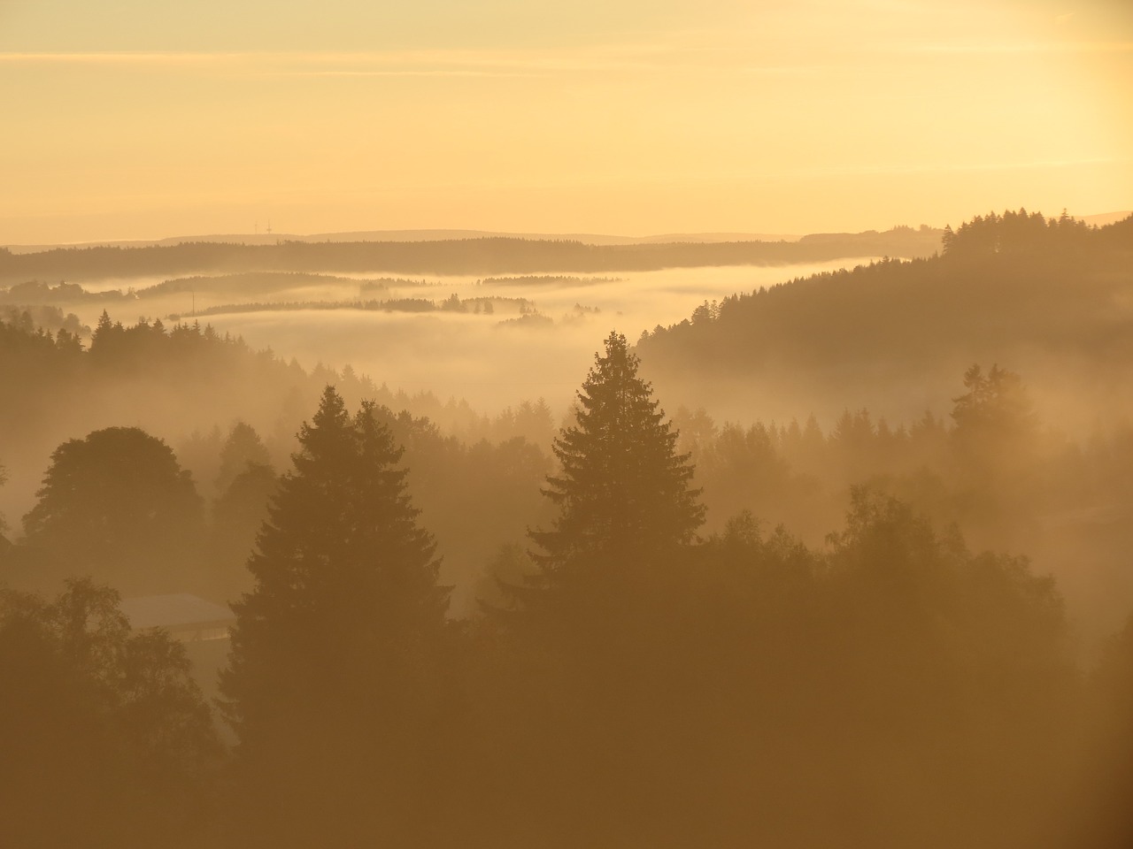 black forest morning mist landscape free photo