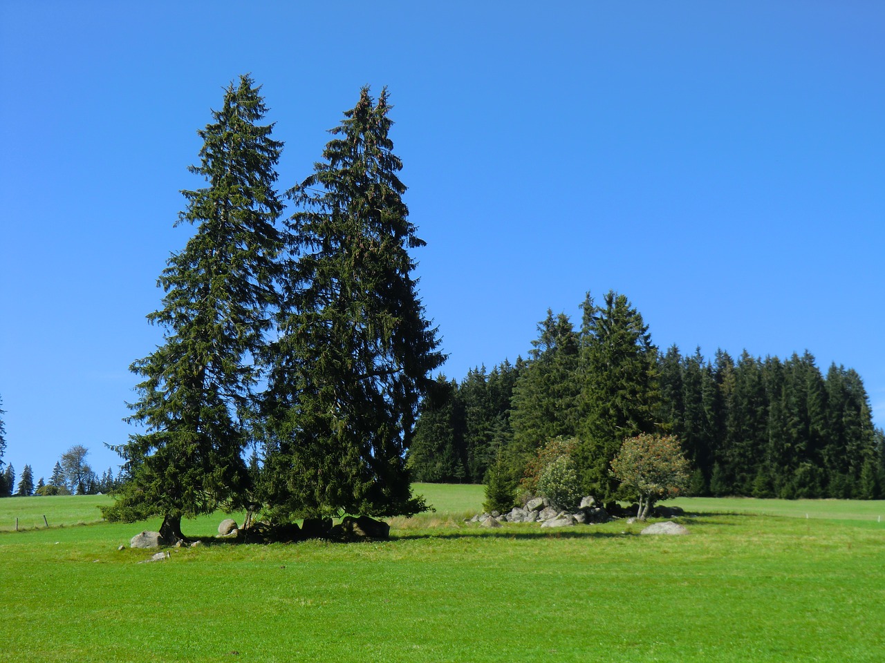 black forest germany forest free photo