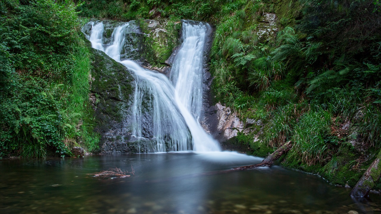 black forest  nature  landscape free photo