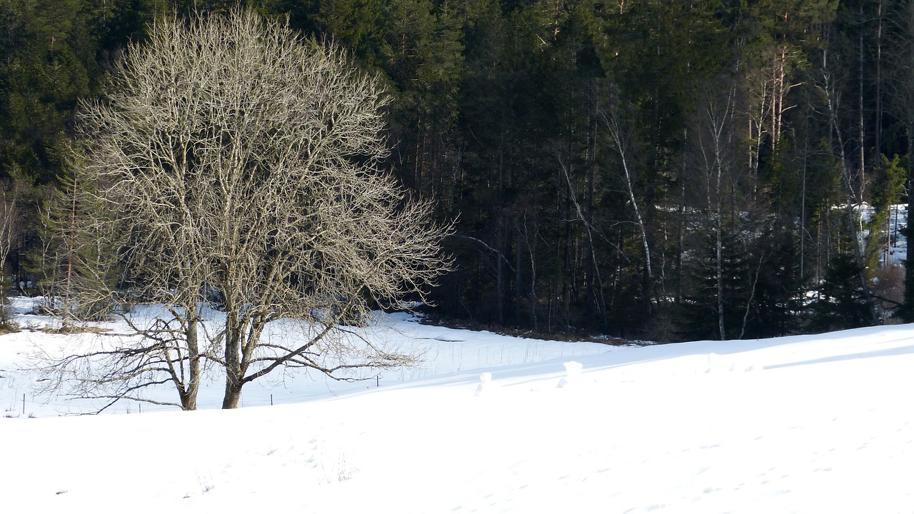 black forest forest winter free photo