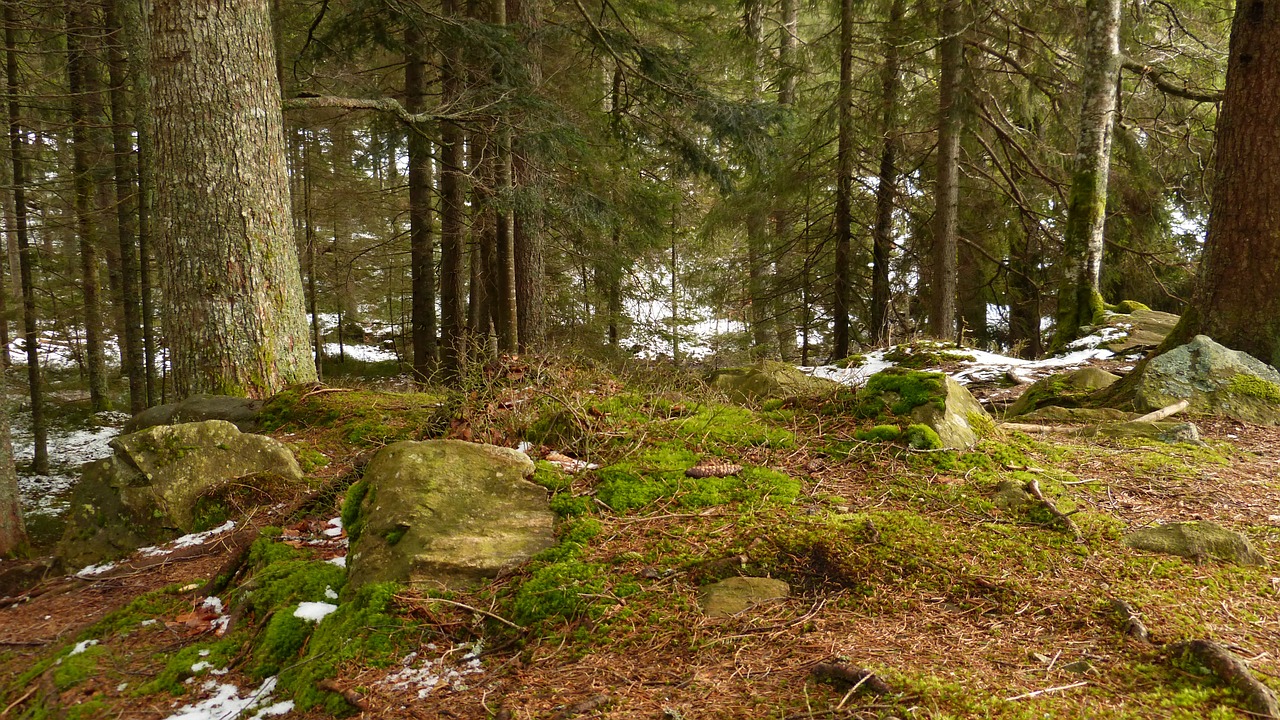 black forest nature ravenna gorge free photo