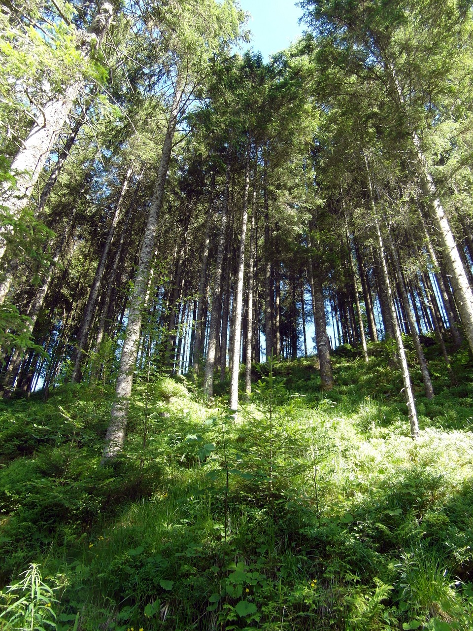 black forest slope forest free photo