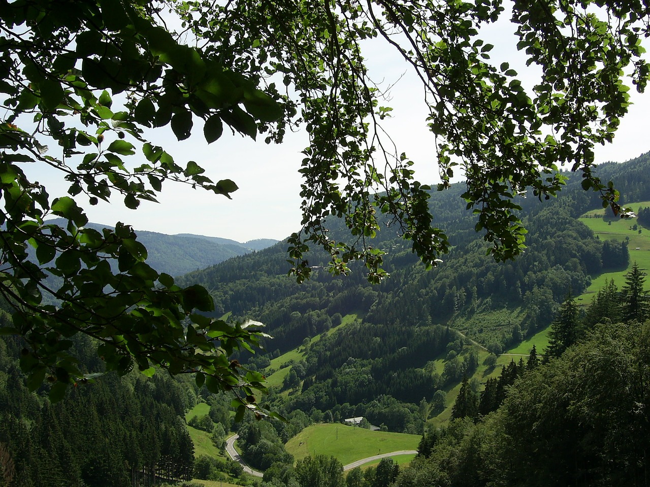 black forest mountains forest free photo