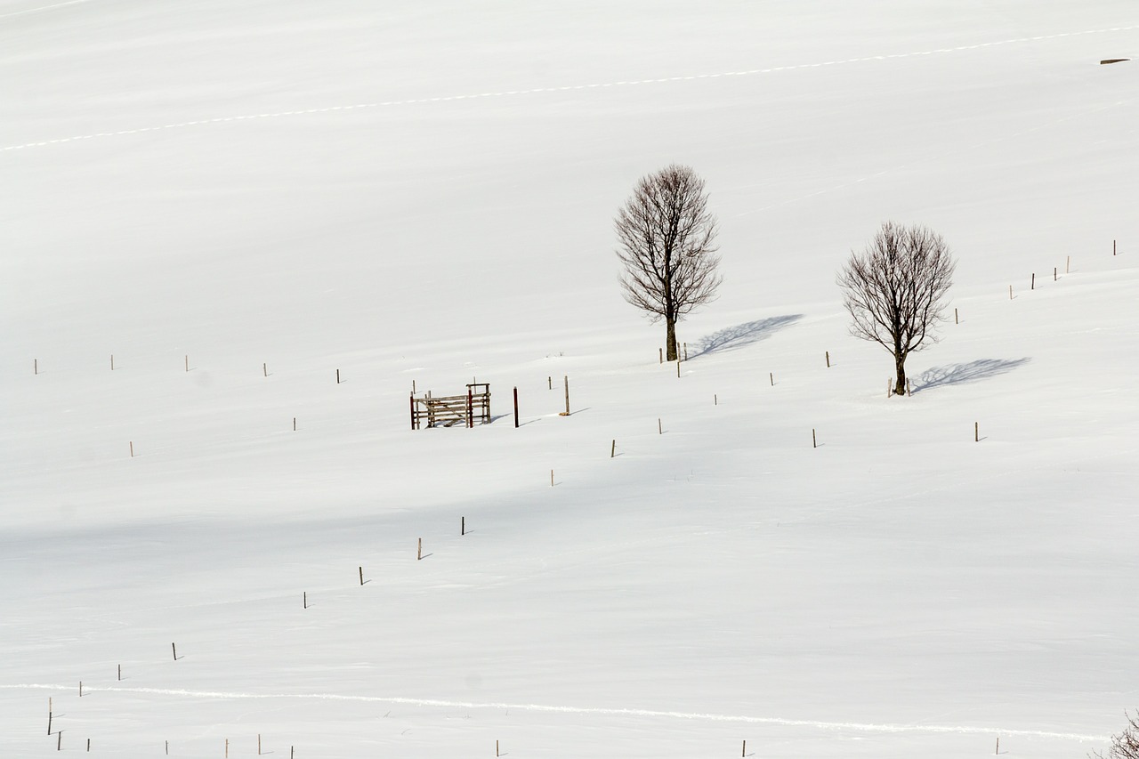 black forest winter snow free photo