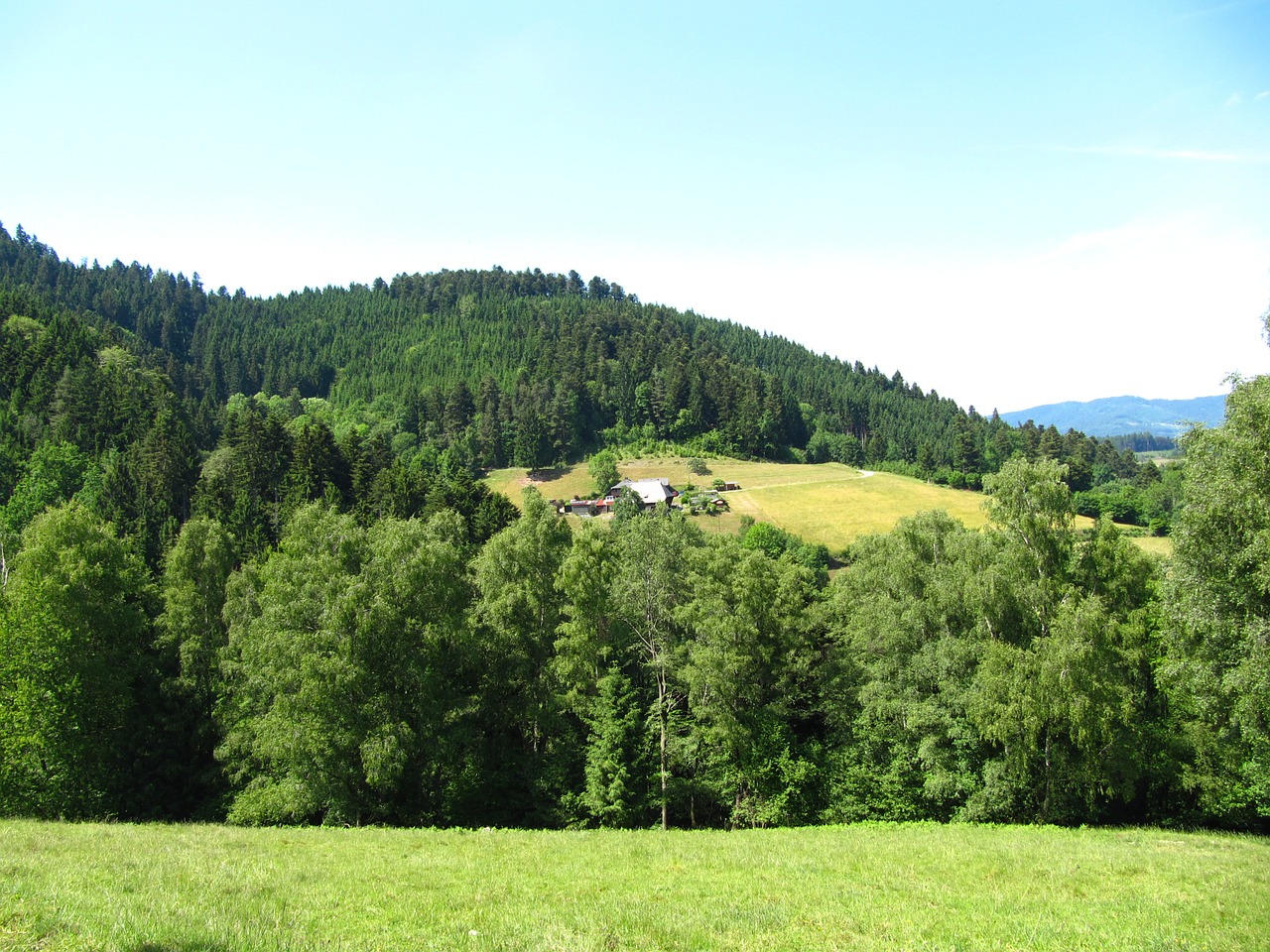 black forest green hill free photo