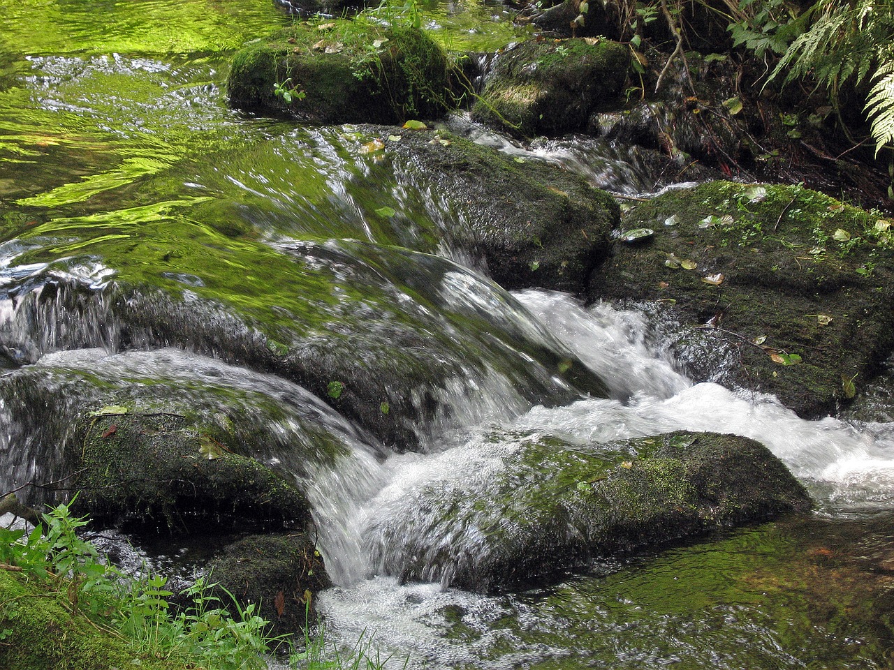 black forest torrent atmosphere free photo