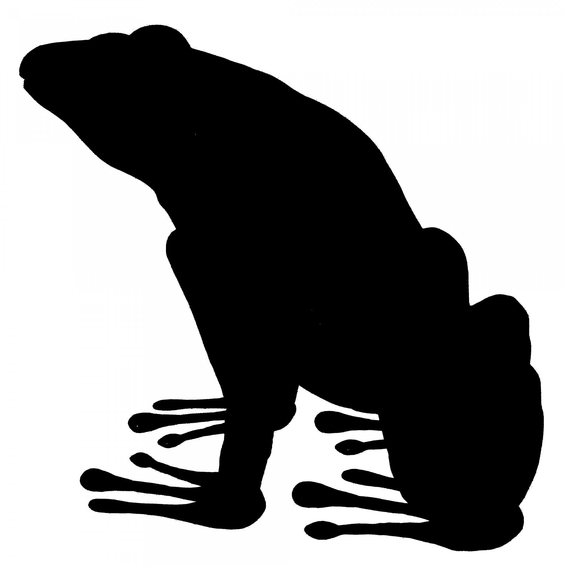 silhouette black frog free photo