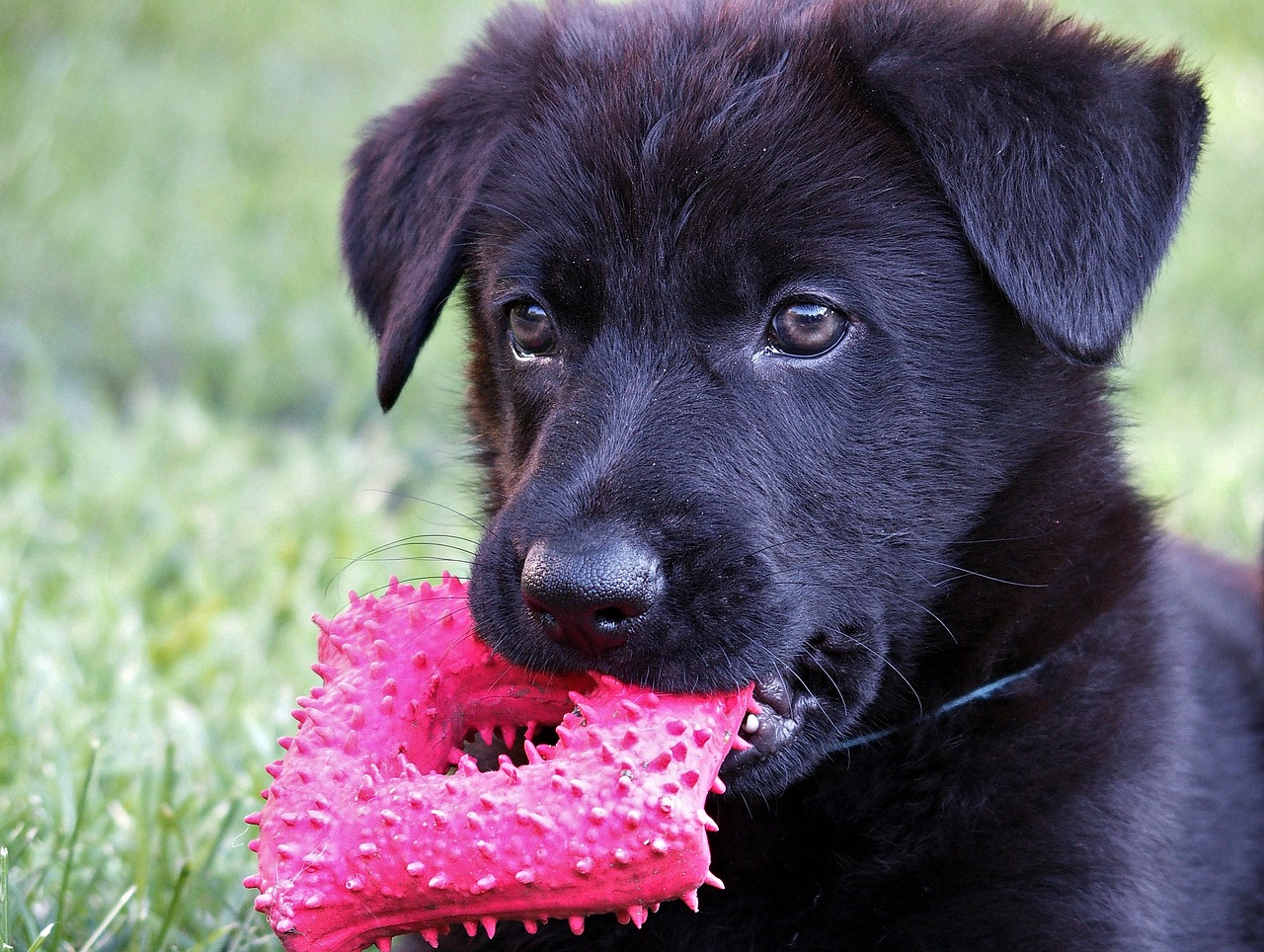 black german shepherd kids head free photo