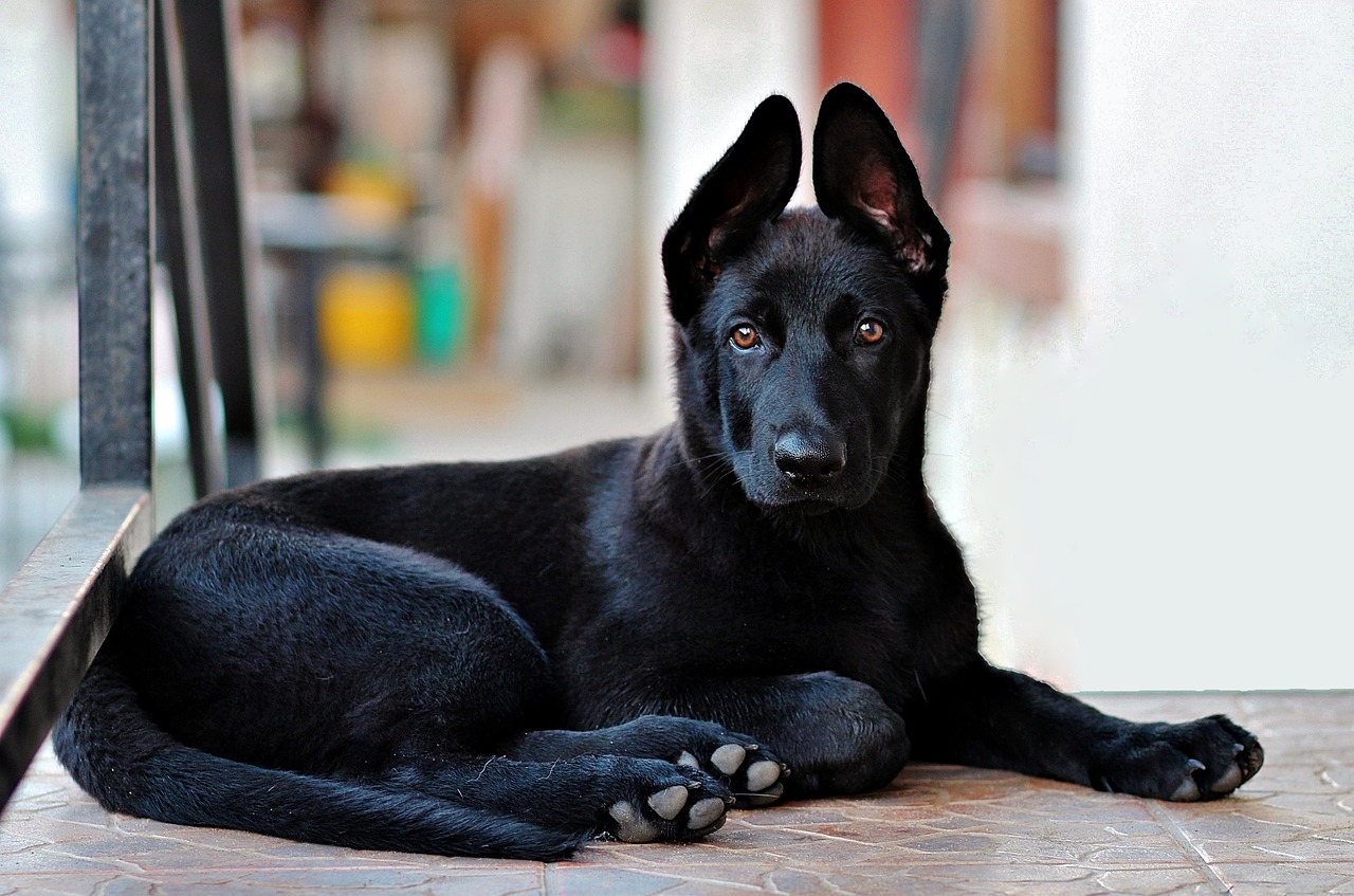 black german shepherd puppy dog free photo