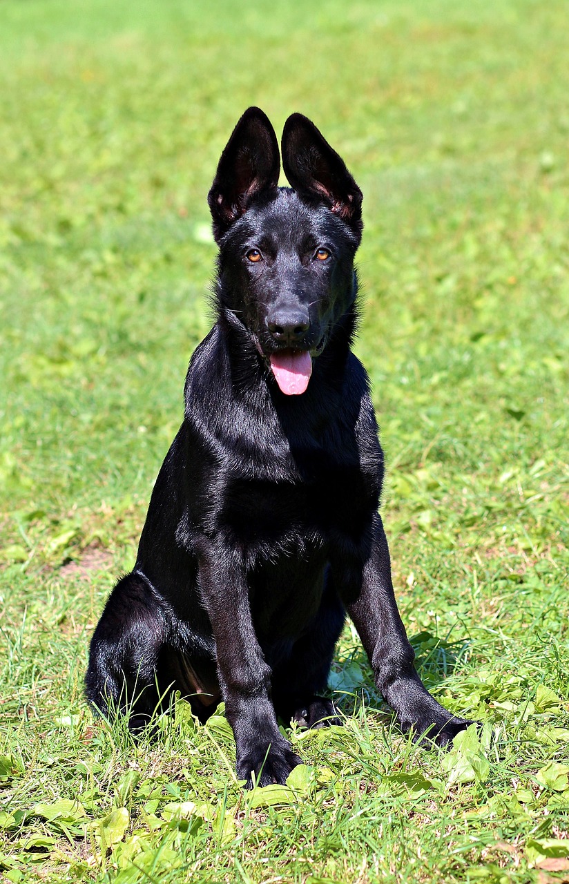 black german shepherd puppy dog free photo