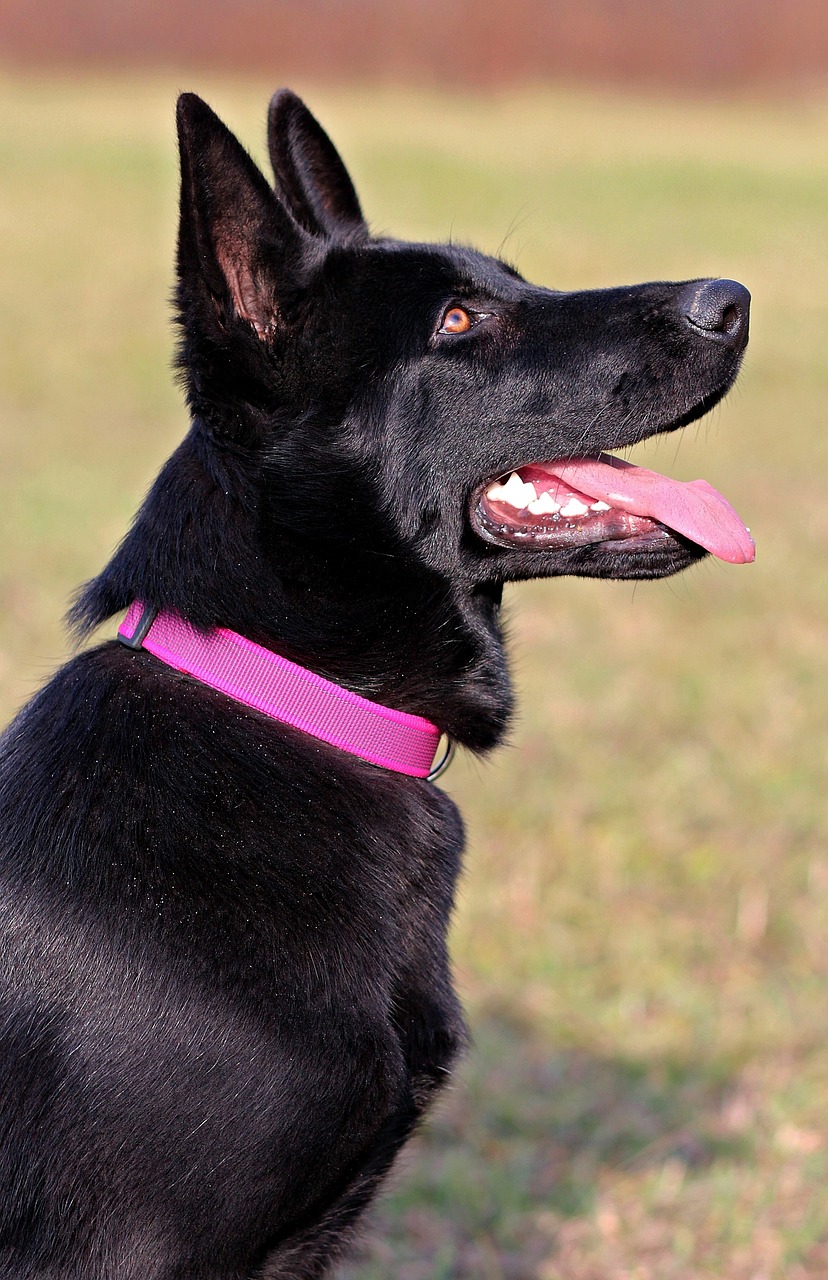 black german shepherd dog pink collar free photo