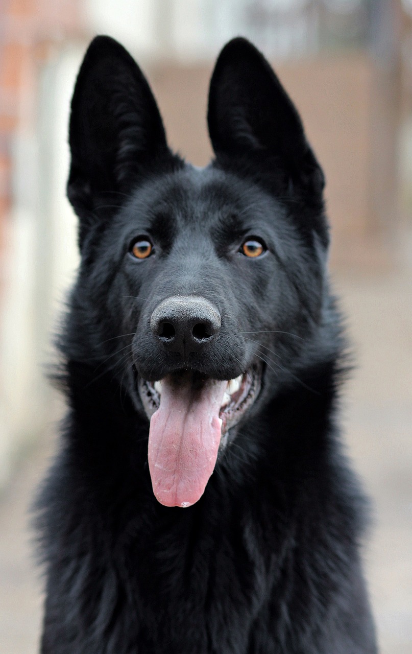 black german shepherd dog portrait free photo