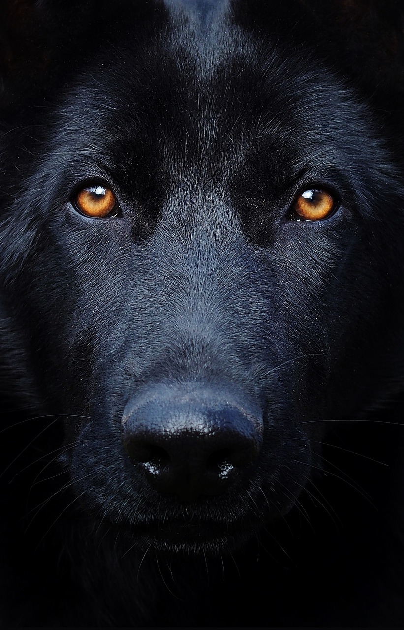 black german shepherd eyes dog free photo