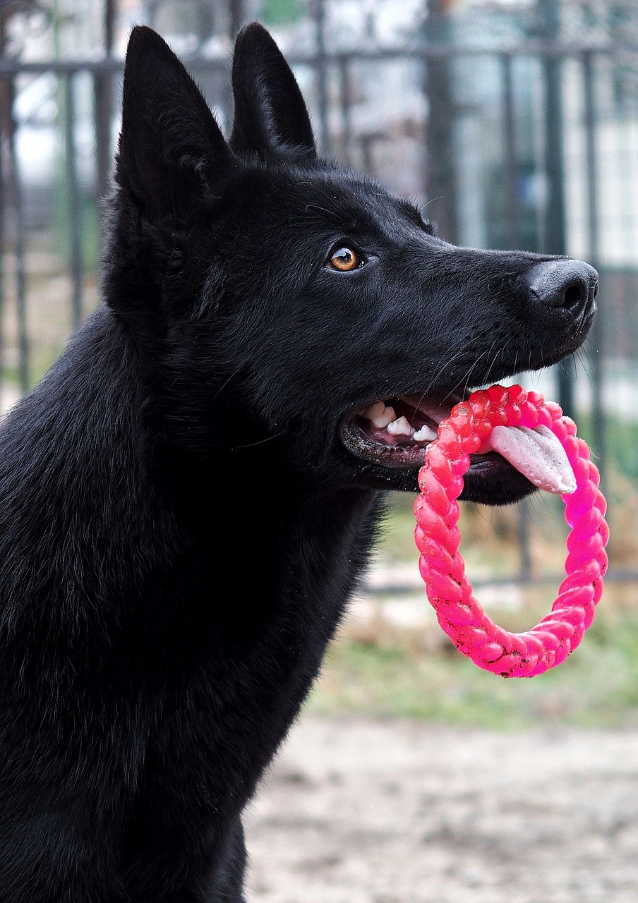 black german shepherd dog portrait free photo