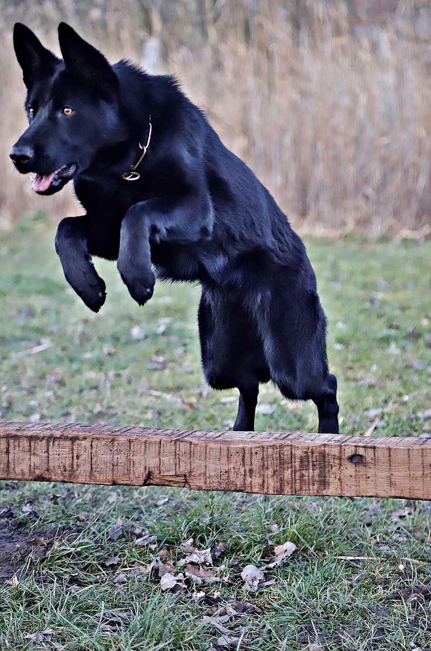 black german shepherd beauty jump free photo