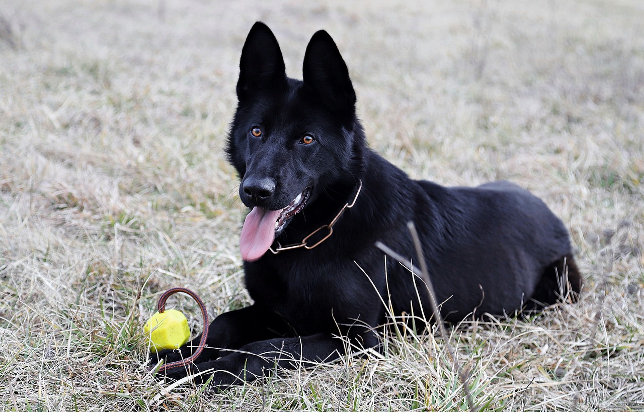 black german shepherd dog ball free photo