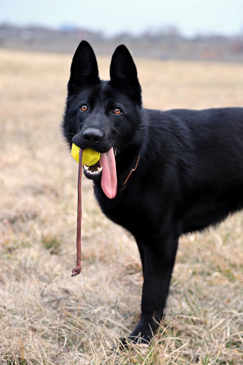 black german shepherd dog ball free photo