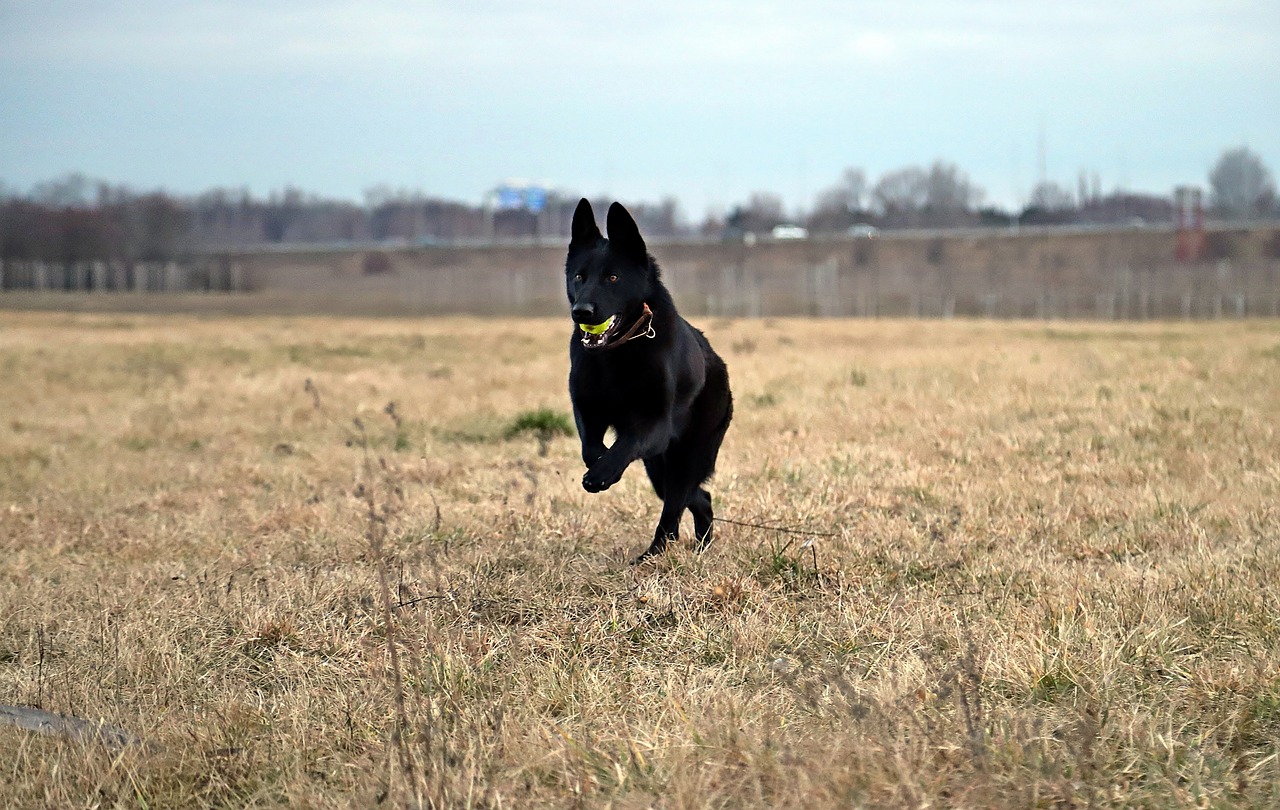black german shepherd dog ball free photo