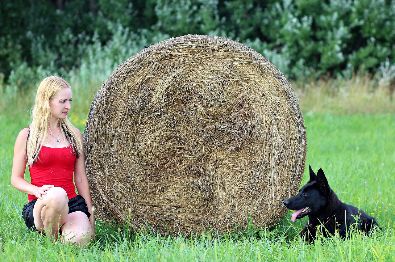 black german shepherd  blonde woman  friendship free photo