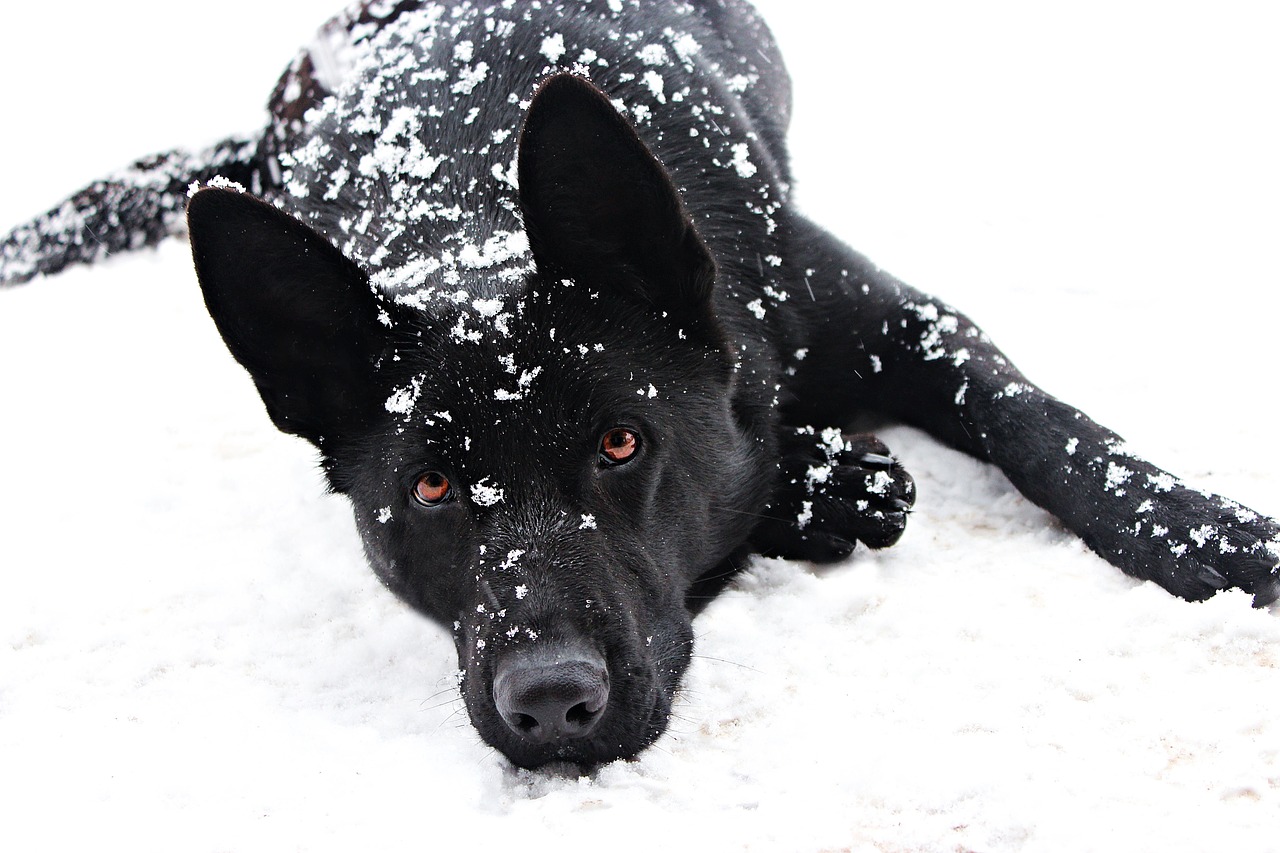 black german shepherd  dog  snowfall free photo