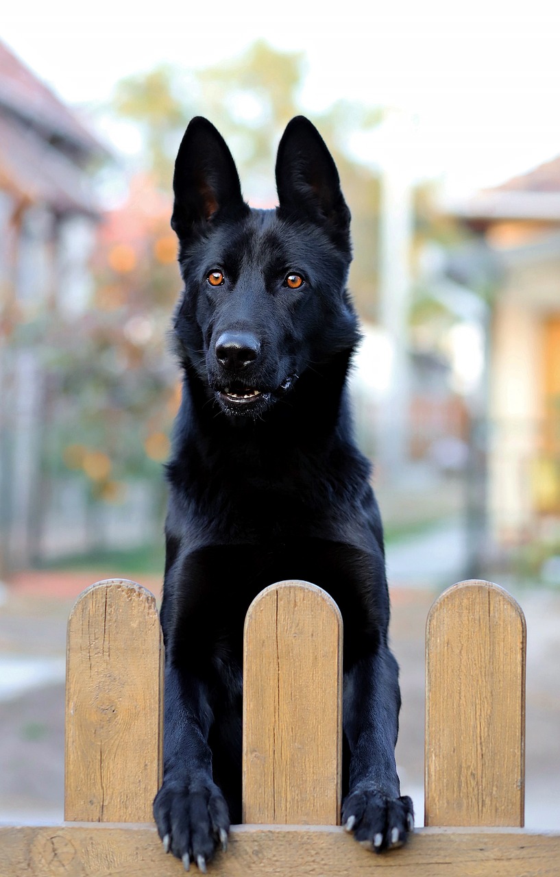 black german shepherd  dog  black free photo