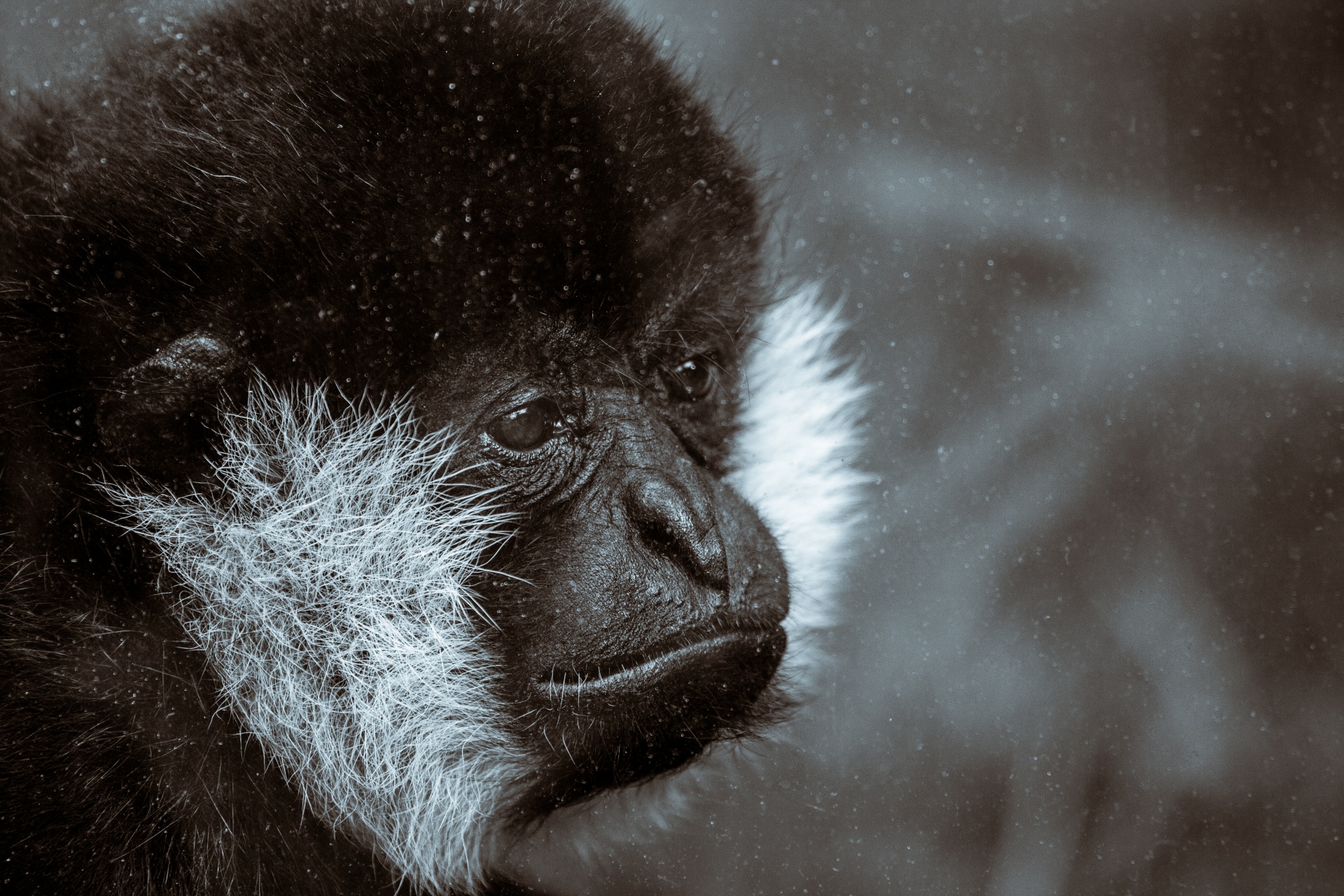 animal ape black free photo