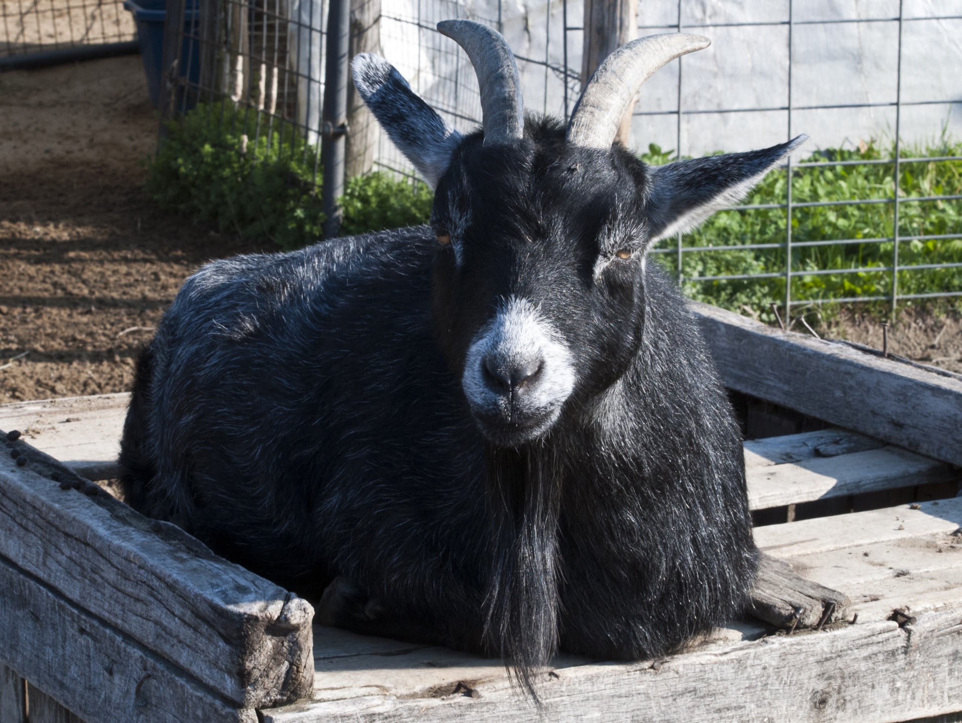goat goats farm free photo