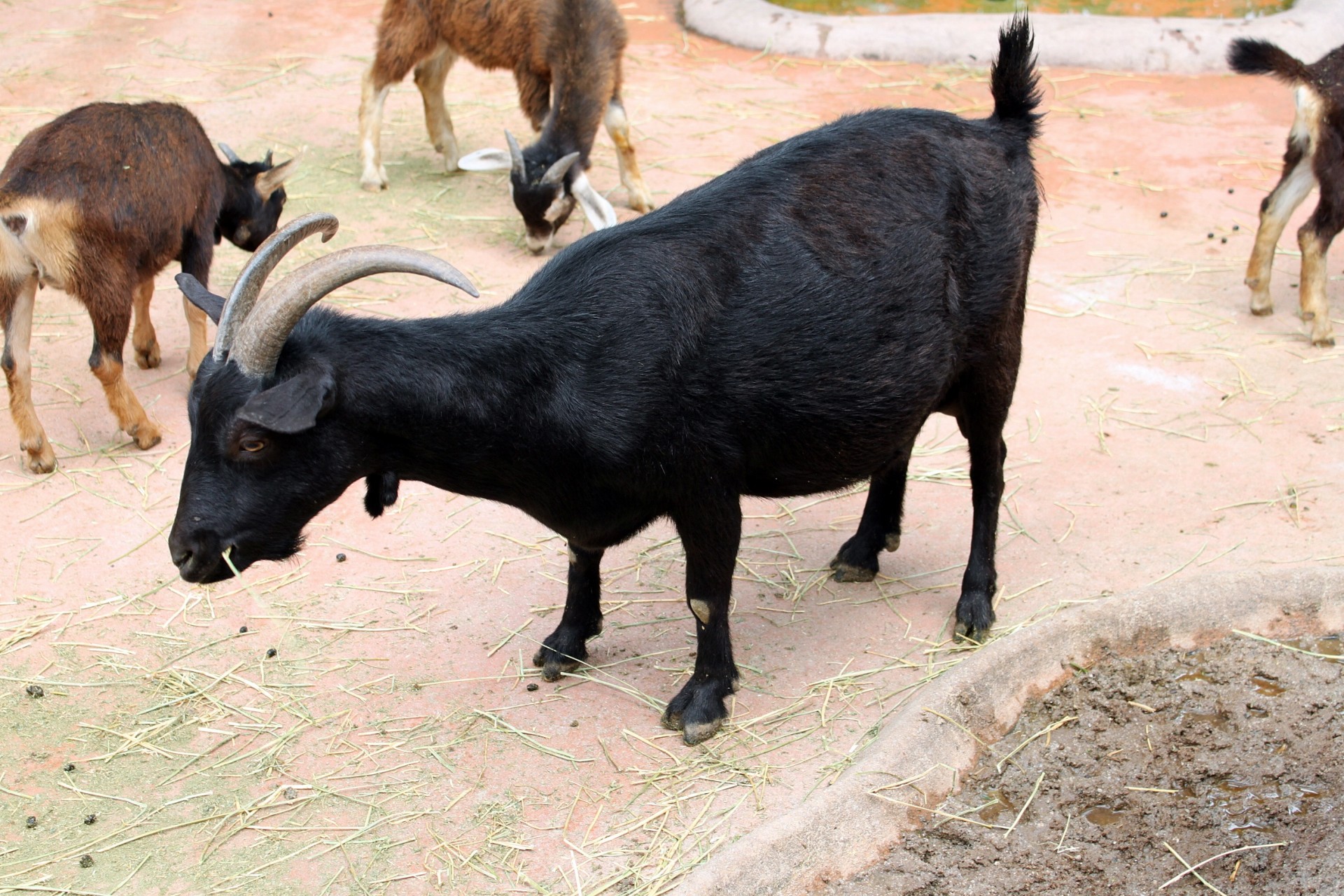 black goat moaning free photo