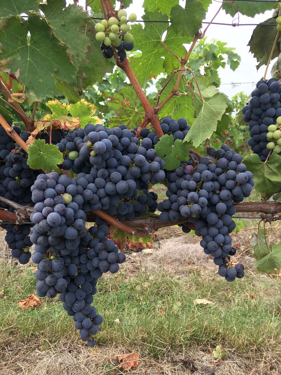 black grape vine touraine free photo