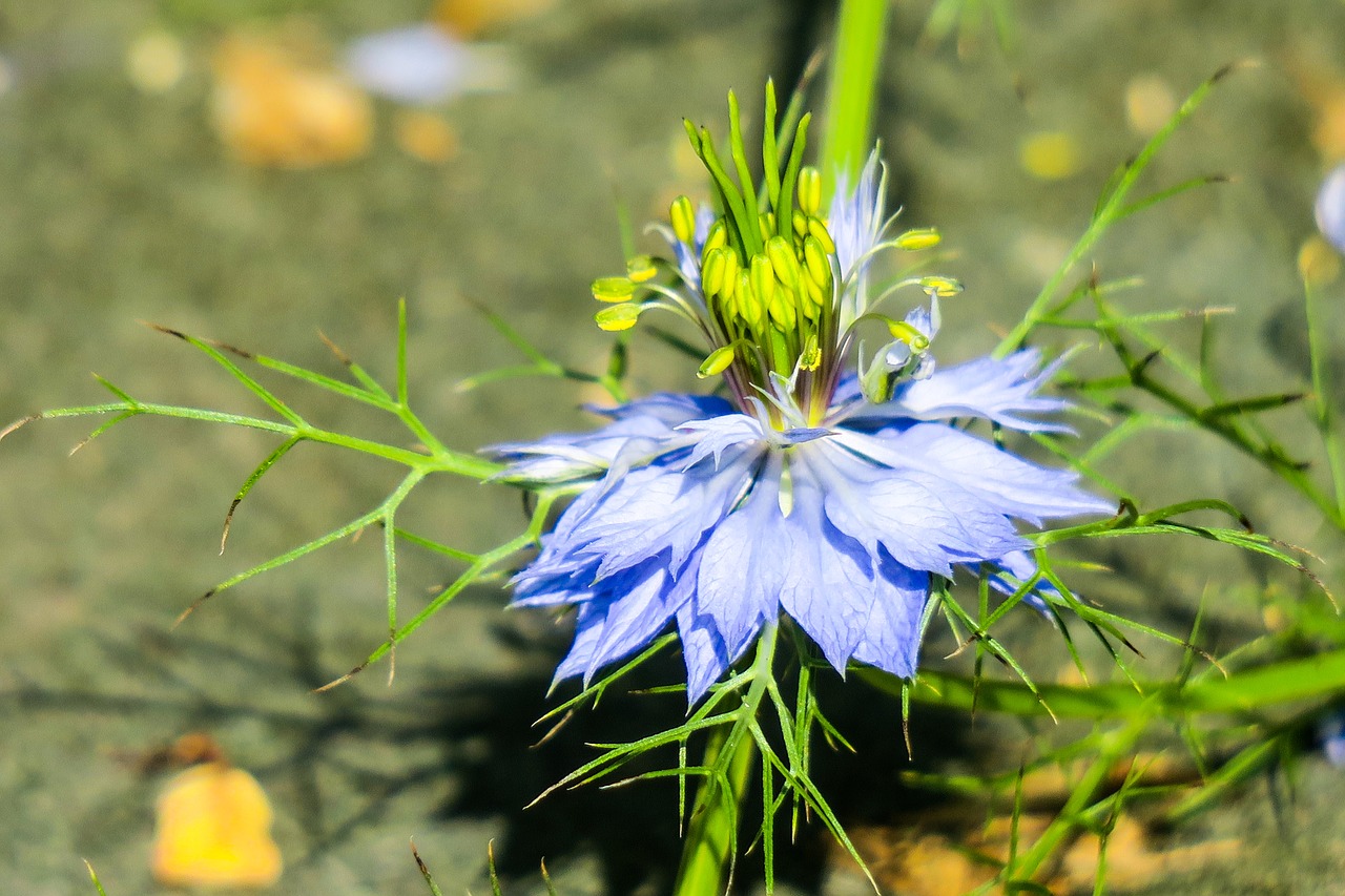 black grass  hong kong  wild flowers free photo