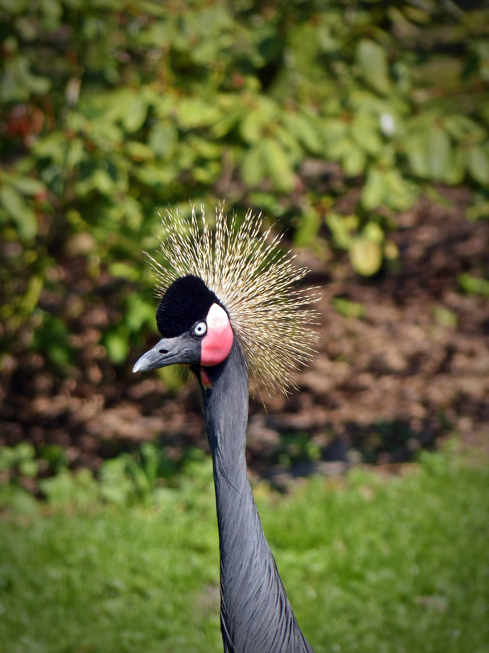 black grey crowned crane crane bird free photo