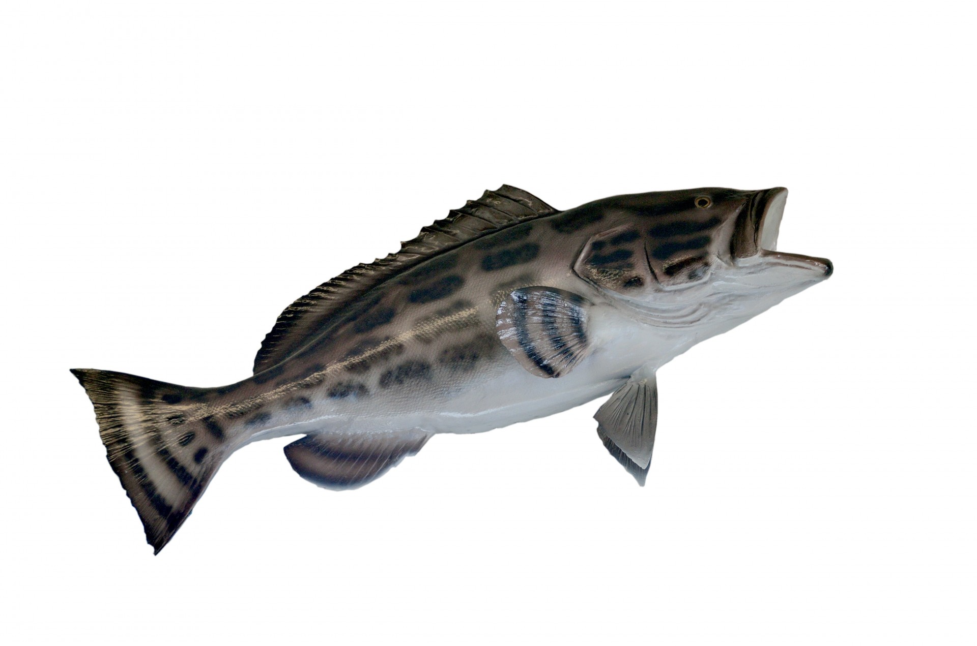 grouper black fish free photo