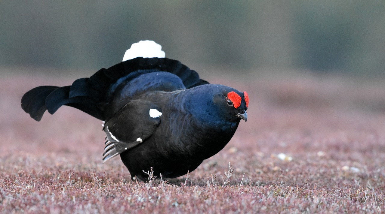 black grouse  bird  scotland free photo