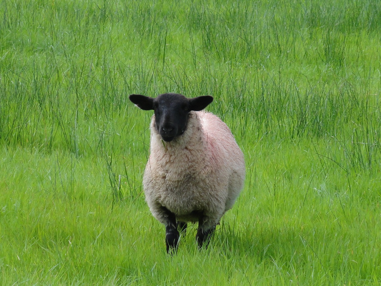 black head sheep juice green free photo