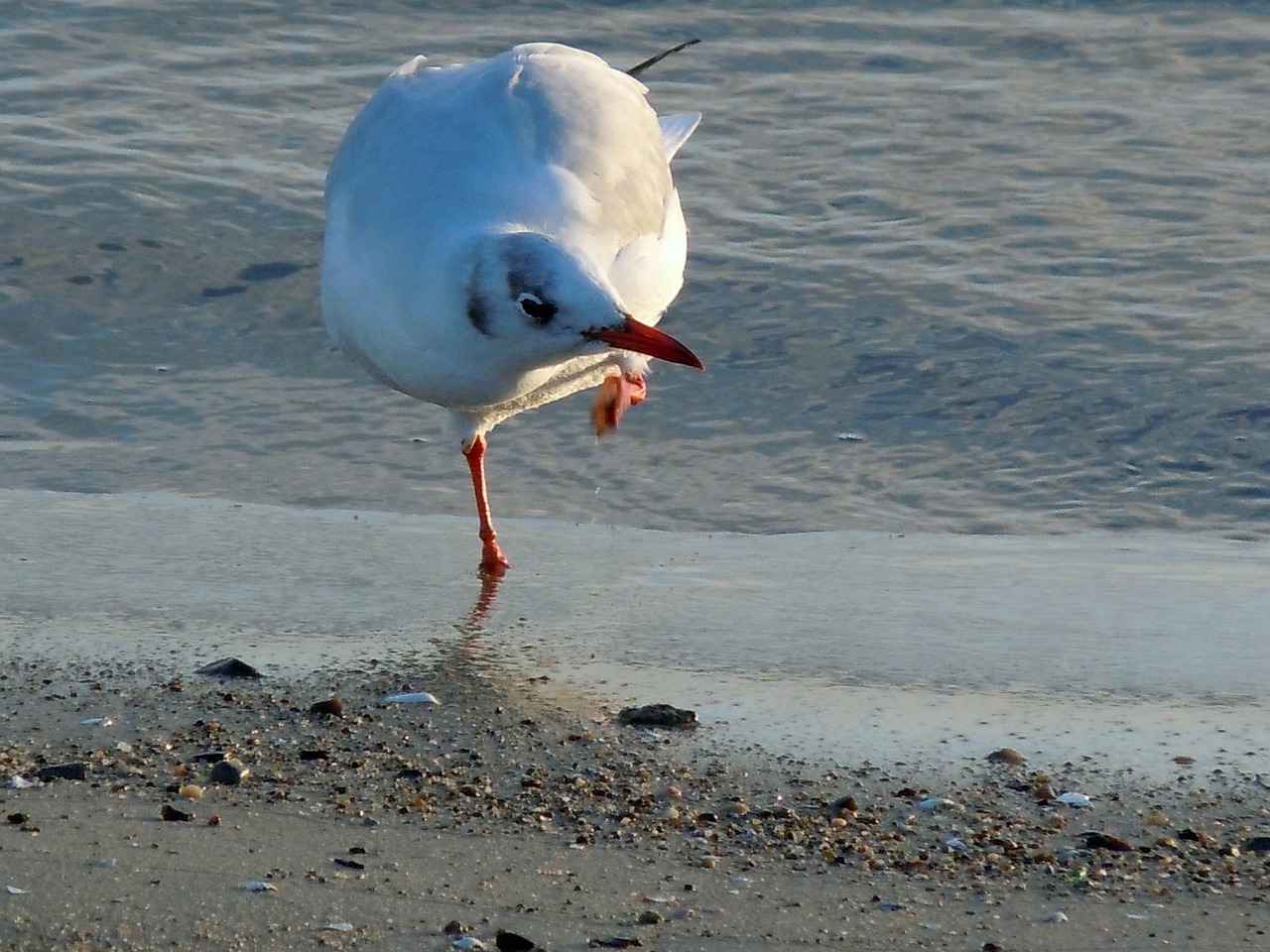 black headed gull seagull dressing up free photo