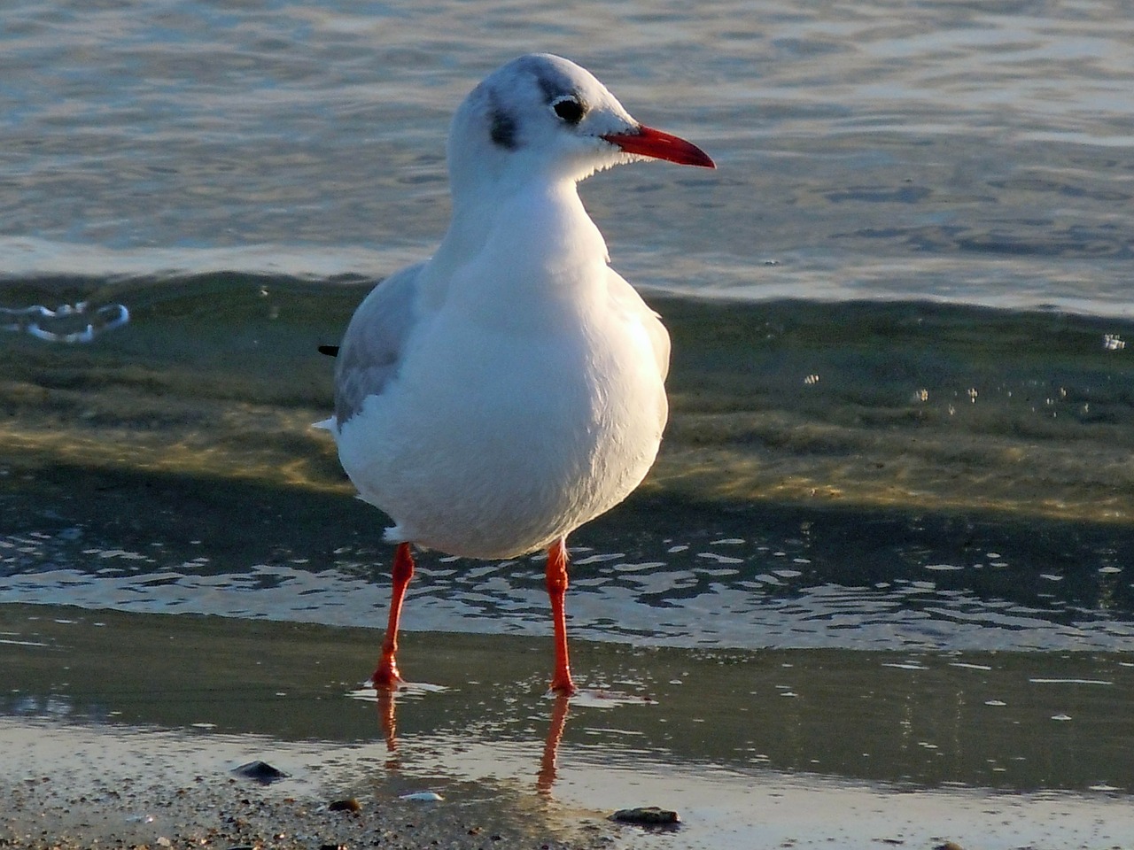 black headed gull seagull close free photo