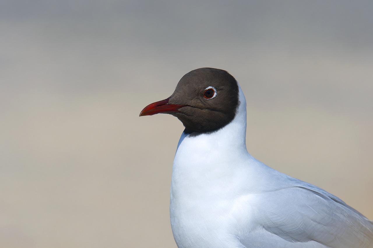 black headed gull portrait seagull free photo