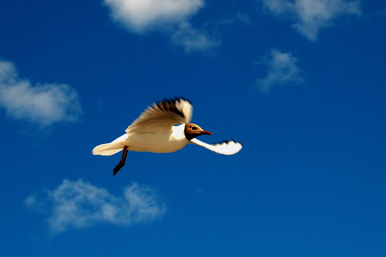black-headed gull gull himmel free photo