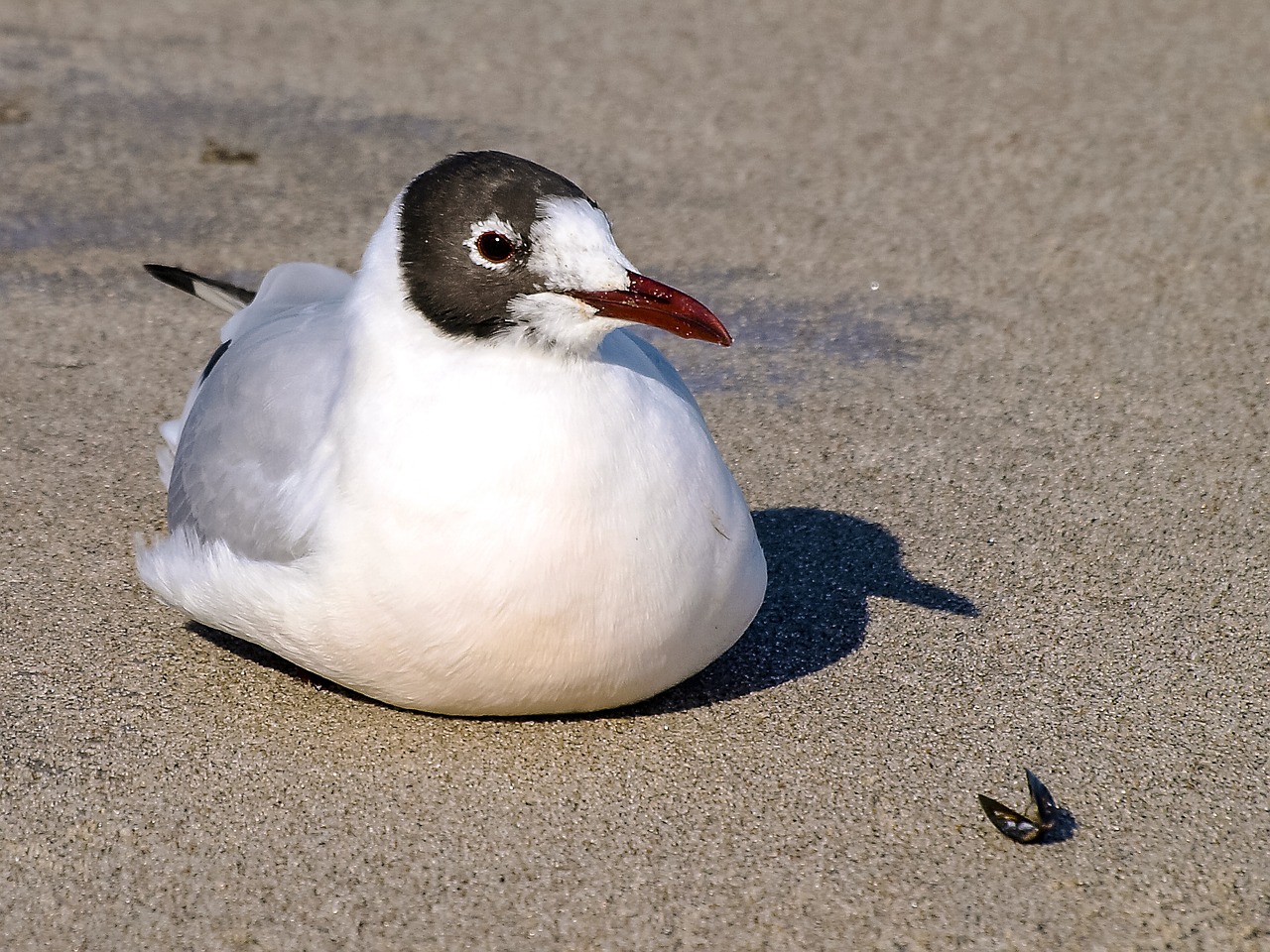 black headed gull seagull nature free photo